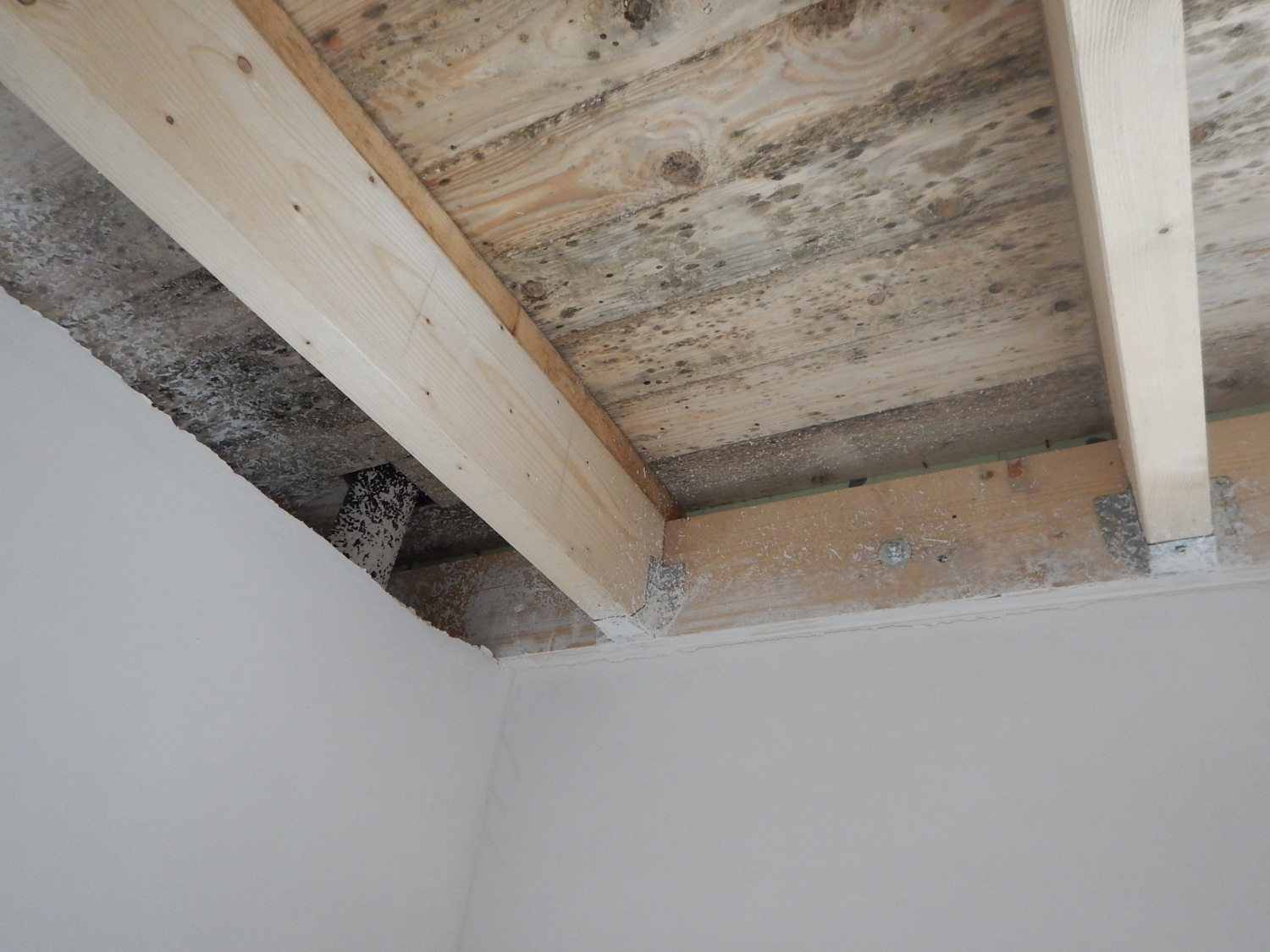 Schimmelspuren an Bauteilen infolge hoher Baufeuchte im Dachbereich